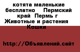 котята маленькие бесплатно  - Пермский край, Пермь г. Животные и растения » Кошки   